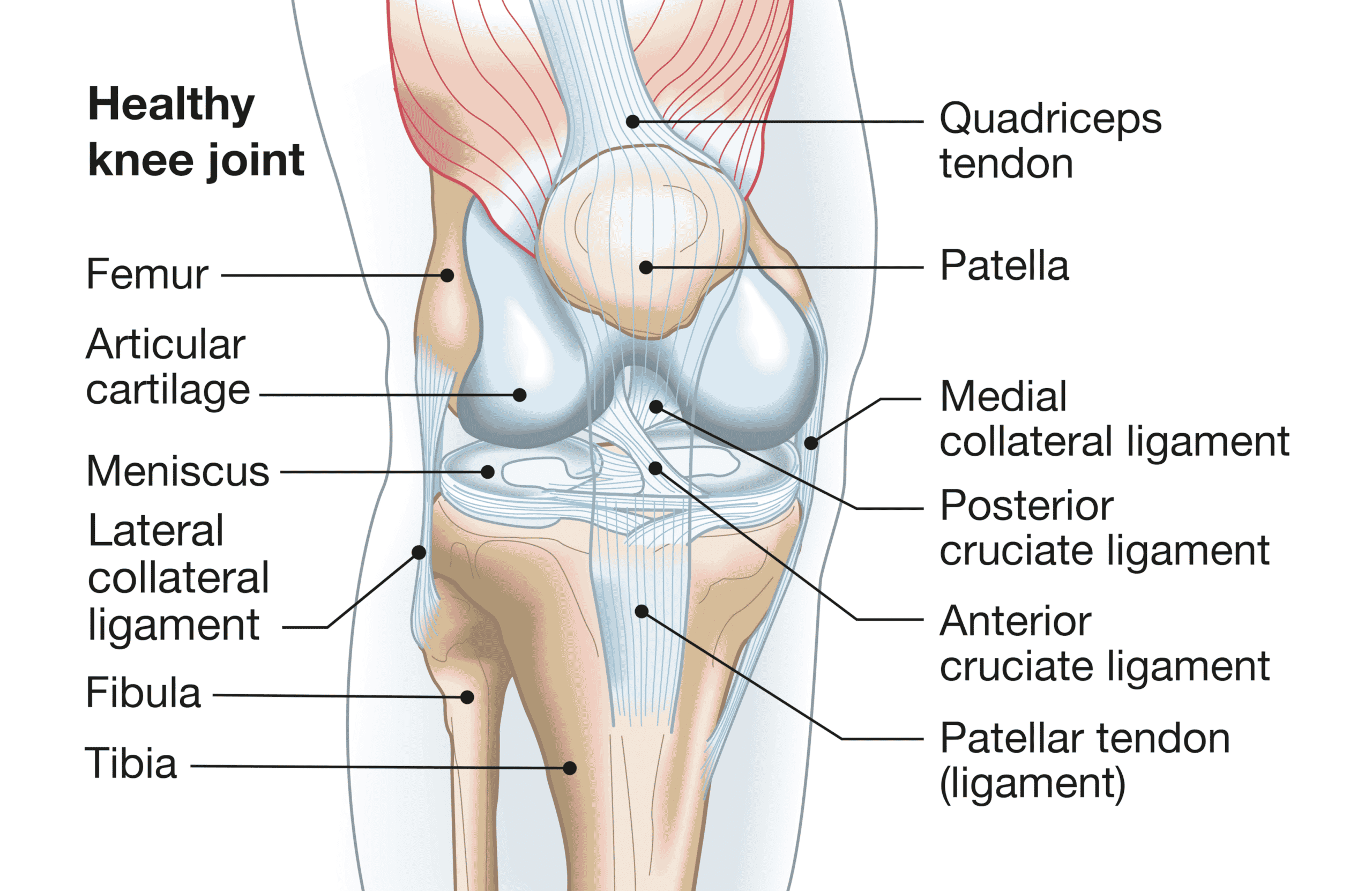 Understanding the Knee Joint