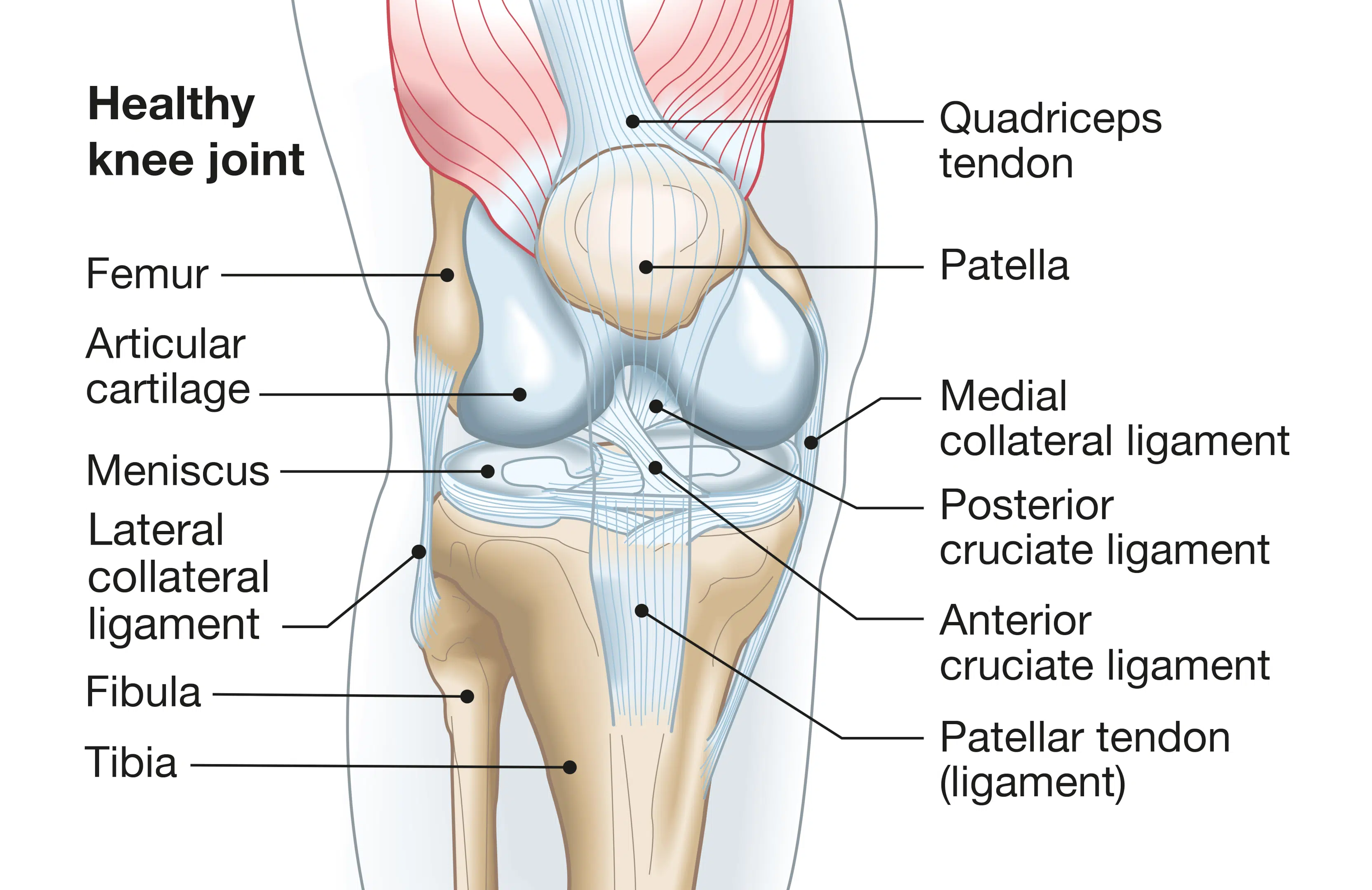 Understanding the Knee Joint