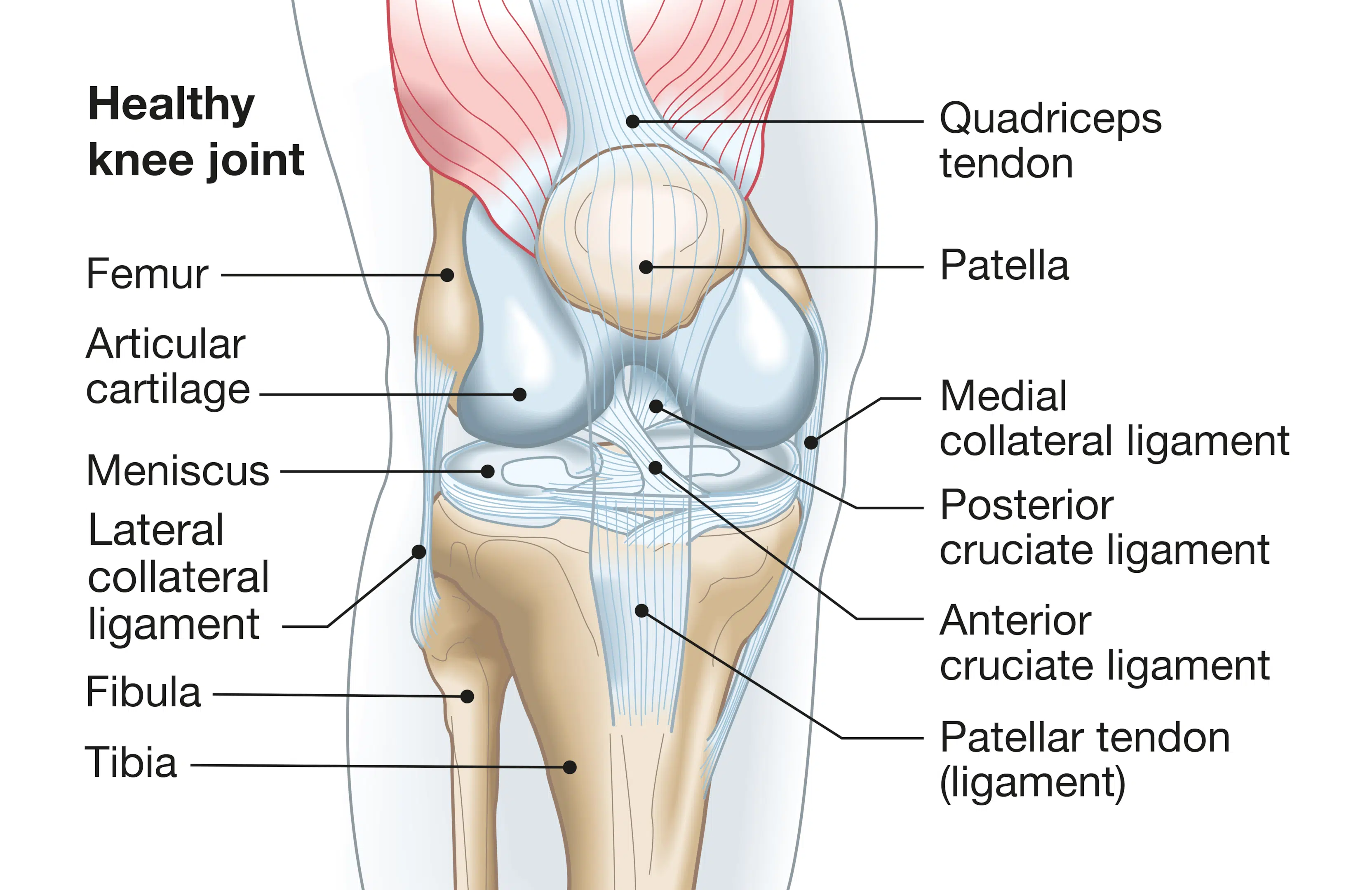 Medial Knee Pain (Inside) - Symptoms, Causes, Treatment & Rehab