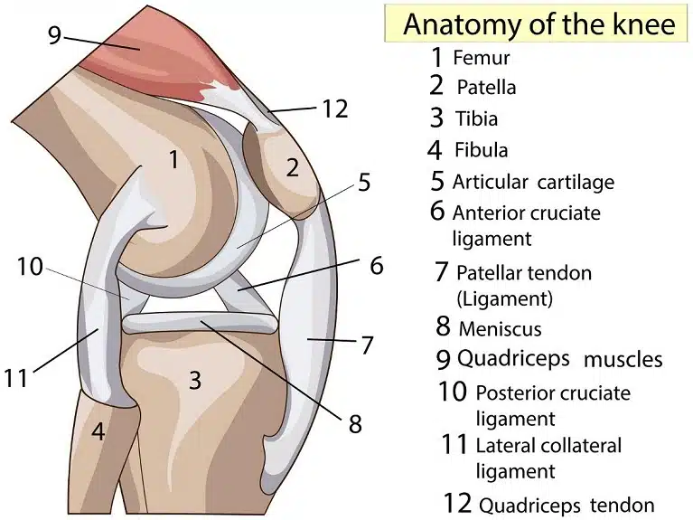 Anatomy of Knee